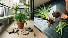 Lírio-de-um-dia: o melhor momento para dividir a touceira e replantar (e ver o canteiro florescer por semanas)