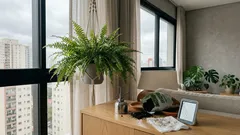 Samambaia na decoração: onde colocar — e o que quase ninguém acerta na luz, na umidade e nas regas