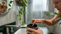 9 plantas para o banheiro que toleram umidade e pouca luz — com dicas simples de rega e posicionamento