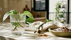 Como fazer mudas de plantas em casa: guia prático para enraizar sem erro