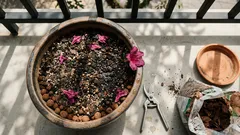 Azaleia com flores no frio: o que ela precisa no outono e no inverno para encher de botões