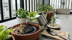 Sua horta não engrena? 7 ajustes simples de luz, terra e rega