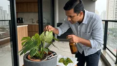 5 problemas comuns em plantas ornamentais e como identificar pelos sintomas